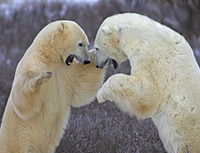 Polar-bears1