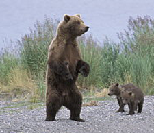 Grizzly-bear1
